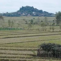 زمین کشاورزی یک لته محلی دونبش در لیسار تالش|فروش زمین و ملک کلنگی|لیسار, |دیوار