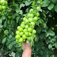 نهال گوجه سبز و گوجه قرمز