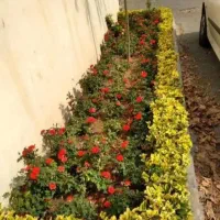 باغبانی باغچه کاری گل کاری.هرس کاری.گل وگیاه.هروی|خدمات باغبانی و درختکاری|تهران, تهرانپارس غربی|دیوار