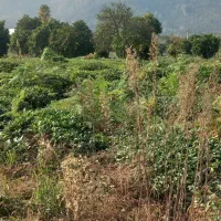 زمین ۶هزارمتری|فروش زمین و ملک کلنگی|چابکسر, |دیوار