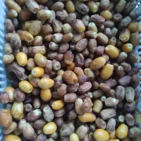 محصولات ارگانیک محلی خونگی جنت شهر|خوردنی و آشامیدنی|جنت, |دیوار