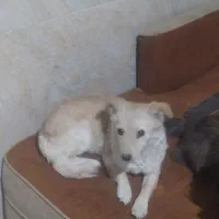 سگ پاکوتاه فروش فوری|سگ|آشخانه, |دیوار
