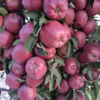 نهالی فروشیم
