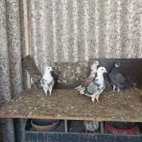 تعدادی کفتر به شرط پرش
