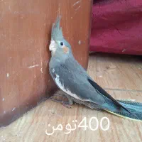 عروس هلندی|پرنده|لنگرود, |دیوار
