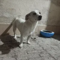 سگ پاکوتاه نژاد جک راسل