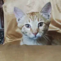 گوربه ببری|گربه|ارومیه, |دیوار