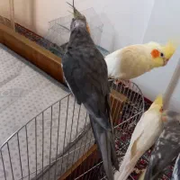 فروشی|لباس|سهند, |دیوار