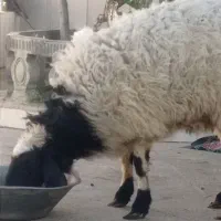 بره ماده چاق