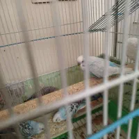 مرغ عشق|پرنده|ری, دولت‌آباد|دیوار