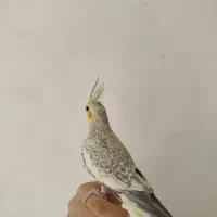 عروس هلندی دستی|پرنده|شاهین‌شهر, نبوت|دیوار