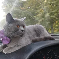 گمشده گربه اسکاتیش