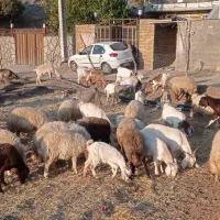 گوسفندداشتی|حیوانات مزرعه|الشتر, |دیوار