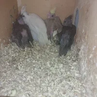 جوجه عروس هلندی سرلاکی ادرس برازجان|پرنده|برازجان, |دیوار