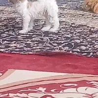 سک.پامر خیلی خشکل