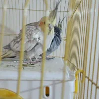 یک جفت عروس هلندی باقفس