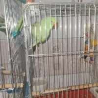 طوطی ملنگو|پرنده|سمنان, |دیوار