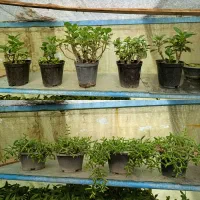 گل و گیاه آپارتمانی|گل و گیاه طبیعی|مشهد, رضاشهر|دیوار