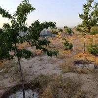 فروش زمین ۸۰۰ متری در فردوسی|فروش زمین و ملک کلنگی|مشهد, فردوسی|دیوار