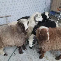 گوسفند میبد بره و کره و .... نقد و اقساط