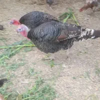 خریدوفروش حیوانات مزرعه حلال گوشت|حیوانات مزرعه|قزوین, |دیوار