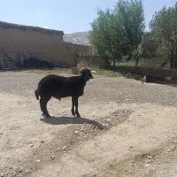 بره قوچ همو