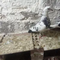 دو جفت کفتر فروشی روی هم