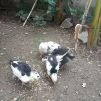 ۶ عدد جوجه گلین قلم سیاه وطوسی|حیوانات مزرعه|بهنمیر, |دیوار