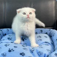 گربه اسکاتیش بریتیش پرشین