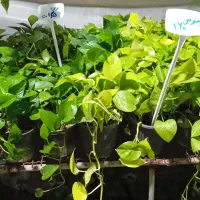 انواع گل‌های پتوس زاموفیلیا سانسوریا انجیری