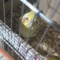 فروش عروس هلندی نر و ماده