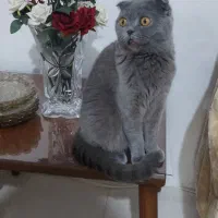 اسکاتیش ماده|گربه|گرگان, |دیوار