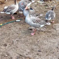 فروش تعداد۳ عدد غاز نمایی|حیوانات مزرعه|خمام, |دیوار