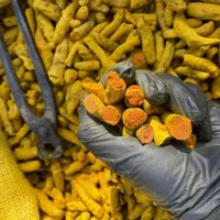 زردچوبه اصل و تازه و خوشرنگ با قیمت مناسب