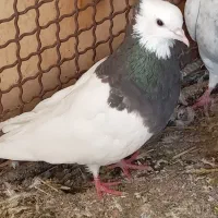 طوقی جوانه 3 تیغ