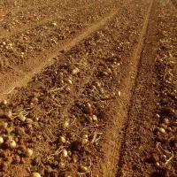 فروش زمین قطعه ۲۰۰متری متری یک میلیون