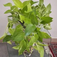 فروش انواع گل اپارتماتی|گل و گیاه طبیعی|شیراز, وصال|دیوار