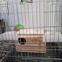 قفس پرنده بالونه وتاب وغذاخوری|لوازم جانبی حیوانات|تهران, امام زاده عبدالله|دیوار