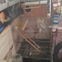 جفت عروس هلندی
