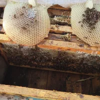 عسل صد در صد طبیعی کنار وحشی هرمزگان و ژل رویال|خوردنی و آشامیدنی|مشهد, ایثارگران|دیوار