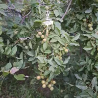 نهالستان گردو و بادام دیرگل و پربار پالیز|خدمات باغبانی و درختکاری|اردبیل, |دیوار