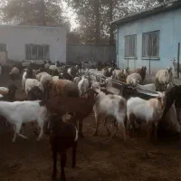 فروش بز نژاد سانن|حیوانات مزرعه|نوشین شهر, |دیوار