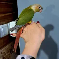 جوجه طوطی گرینچک آناناسی تازه دونه خور چلوندنی|پرنده|شیراز, شهدای شهرک سعدی|دیوار