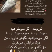 عروس هلندی|پرنده|تهران, دریان‌نو|دیوار