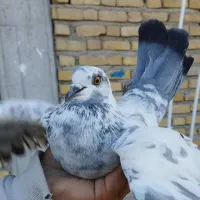 فروش کبوتر
