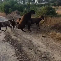 یک عدد بره قوچ|حیوانات مزرعه|گرگان, |دیوار