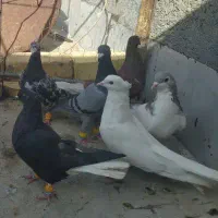 دسته ۱۰ تایی نر پرنده