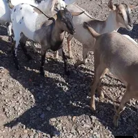 بزتالی|حیوانات مزرعه|اردبیل, |دیوار