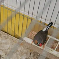 مرغ عشق و فنج و سهره|پرنده|شیراز, بریجستون|دیوار