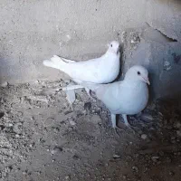 کبوتر معمولی گرفتنی|پرنده|اهواز, بعثت|دیوار